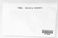 Merismodes anomala image